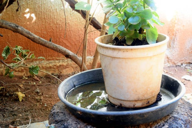 Vaso de planta com água parada